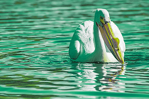 Water Floating Pelican Hunting For Food (Green Tint)