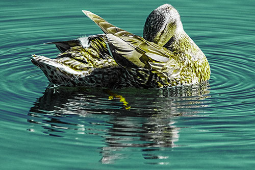 Water Rippling Mallard Duck Grooming Self (Green Tint)