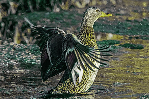 Water Splashing Mallard Duck Flapping Wings Among Pond (Green Tint Photo)