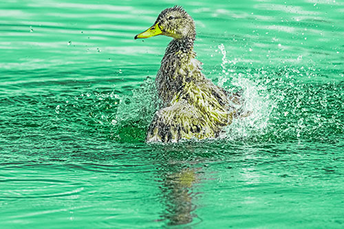 Water Splashing Mallard Duck Taking Bird Bath (Green Tint)