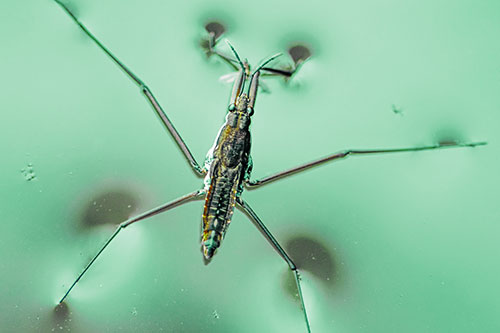 Water Strider Perched Atop Calm River (Green Tint Photo)