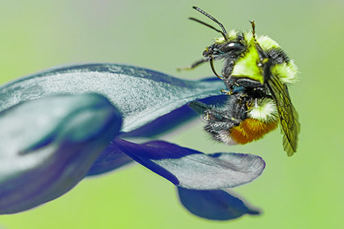 Waving Red Belted Bumble Bee Climbing Flower Petal (Green Tint)