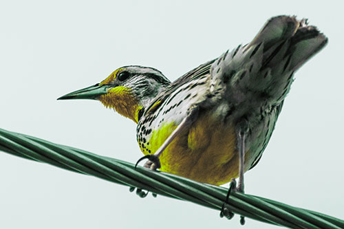 Western Meadowlark Keeping Watch Atop Powerline Wire (Green Tint)