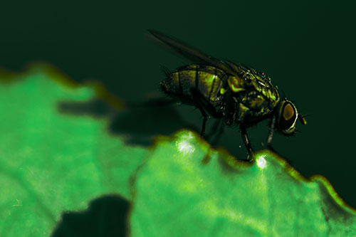 Wet Cluster Fly Walks Along Leaf Rim Edge (Green Tint Photo)