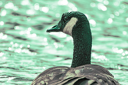 Wet Headed Canadian Goose Among Glistening Water (Green Tint Photo)