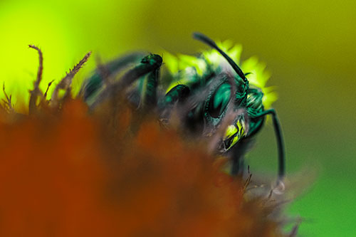 Wet Honey Bee Hiding Among Blanket Flower (Green Tint)