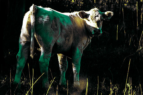 White Cow Calf Looking Backwards (Green Tint Photo)