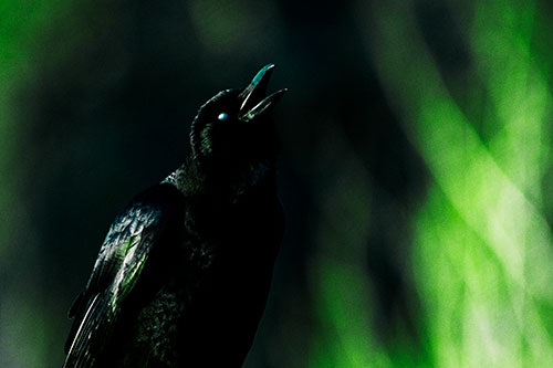 White Eyed Crow Cawing Into Sunlight (Green Tint Photo)