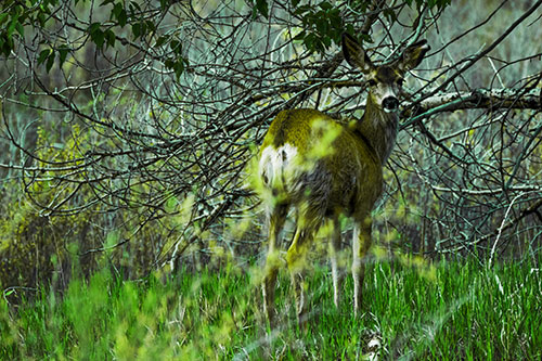 White Tailed Deer Looking Backwards Atop Grassy Pasture (Green Tint Photo)