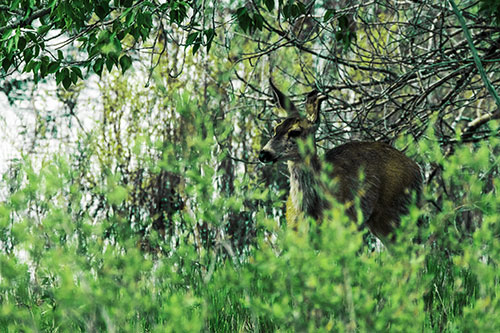 White Tailed Deer Looking Onwards Among Tall Grass (Green Tint Photo)