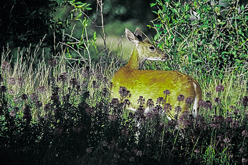 White Tailed Deer Looks Back Among Lily Nile Flowers (Green Tint Photo)