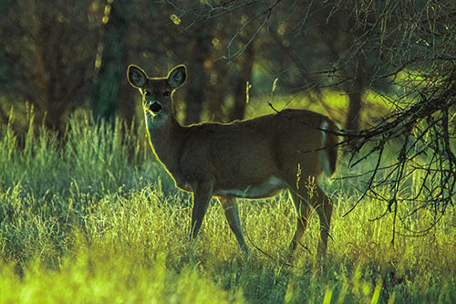 White Tailed Deer Spots Intruder Beside Dead Tree (Green Tint Photo)