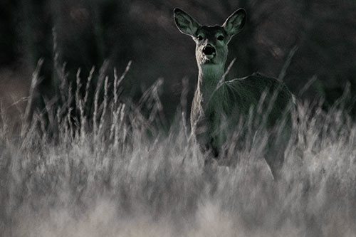 White Tailed Deer Stares Behind Feather Reed Grass (Green Tint Photo)