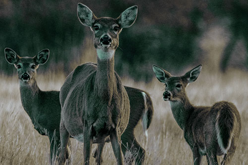 White Tailed Deer Trio Watch Among Wheatgrass (Green Tint)