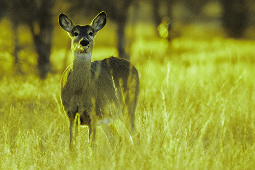White Tailed Deer Watches With Anticipation (Green Tint Photo)