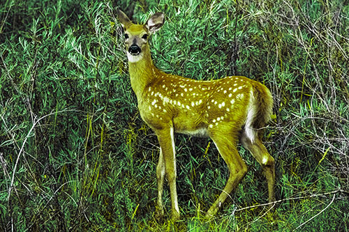 White Tailed Spotted Deer Stands Among Vegetation (Green Tint Photo)