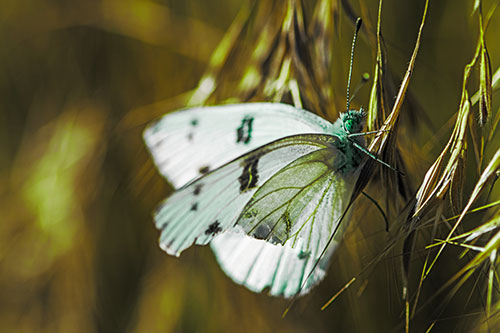 White Winged Butterfly Clings Grass Blades (Green Tint Photo)