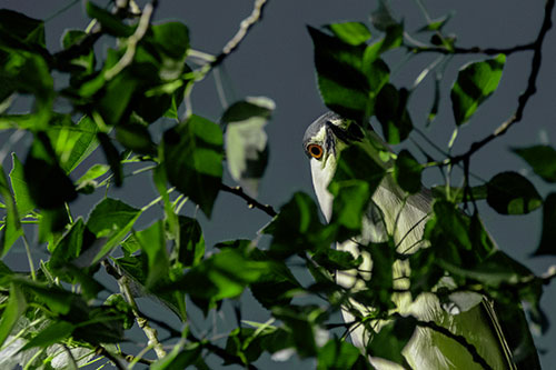 Wide Eyed Black Crowned Night Heron Looking Down From Tree Branch (Green Tint)