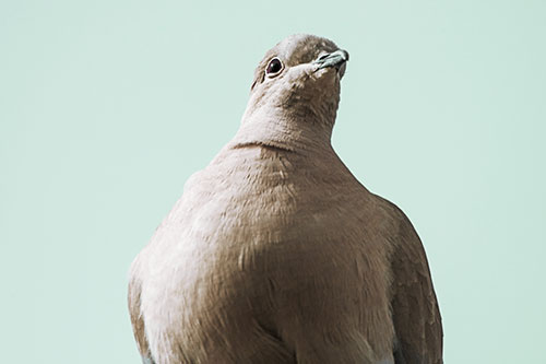 Wide Eyed Collared Dove Keeping Watch (Green Tint Photo)