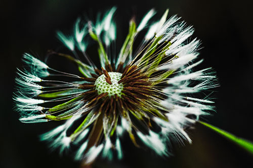 Wind Blowing Partial Puffed Dandelion (Green Tint Photo)