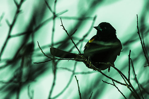 Wind Gust Blows Red Winged Blackbird Atop Tree Branch (Green Tint Photo)