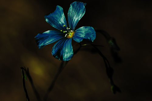 Wind Shaking Flax Flower (Green Tint Photo)