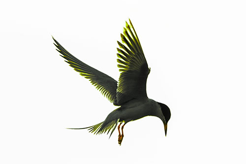 Wing Flapping Tern Eying For Fish Below (Green Tint)