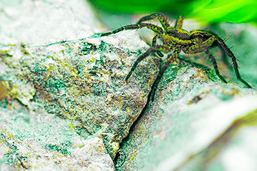 Wolf Spider Crawling Over Cracked Rock Crevice (Green Tint Photo)