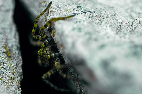 Wolf Spider Peeking Out Rock Crevice (Green Tint)