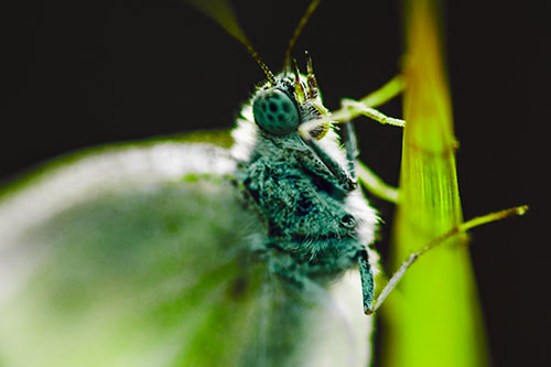 Wood White Butterfly Hugs Grass Blade (Green Tint)