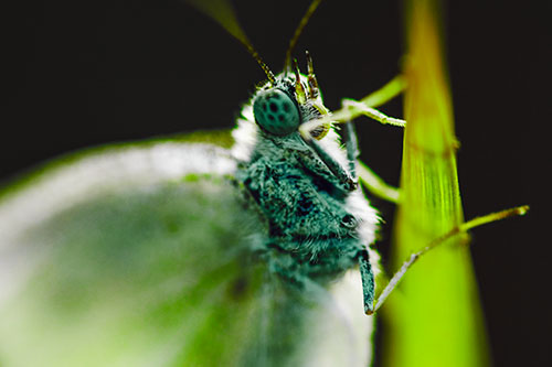 Wood White Butterfly Hugs Grass Blade (Green Tint Photo)