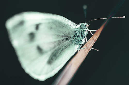 Wood White Butterfly Perched Atop Grass Blade (Green Tint Photo)