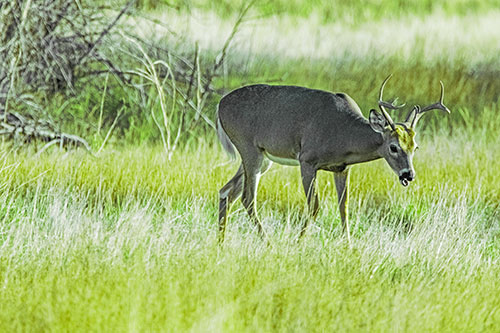 Yawning White Tailed Deer Wanders Among Grass Prairie (Green Tint)