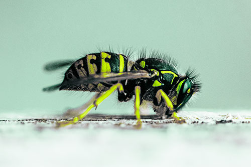 Yellowjacket Wasp Chewing Wood (Green Tint)