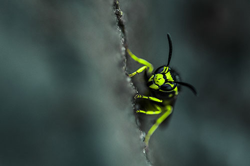 Yellowjacket Wasp Crawling Rock Vertically (Green Tint Photo)