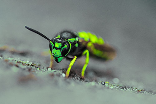 Yellowjacket Wasp Prepares For Flight (Green Tint)