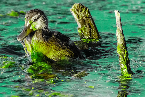 Young Mallard Duckling Playing Among Algae (Green Tint)