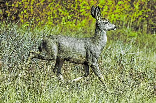 Young Mule Deer Galloping Across Grassland (Green Tint)