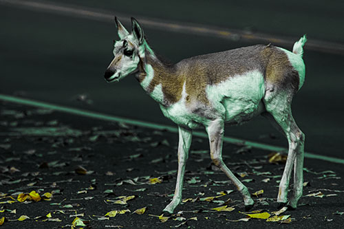 Young Pronghorn Crosses Leaf Covered Road (Green Tint Photo)