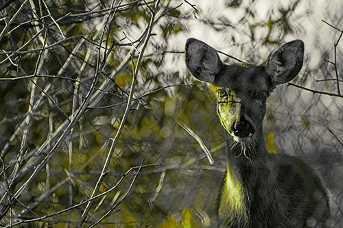 Young White Tailed Deer Watches Through Chain Link Fence (Green Tint)