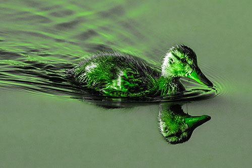 Aging Mallard Duckling Swimming Through Calm Water (Green Tone)