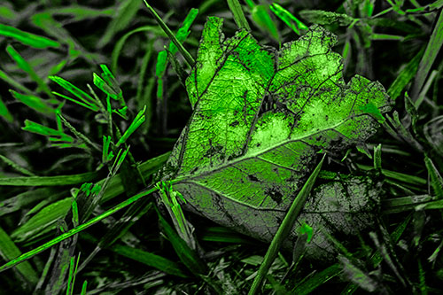 Agony Decaying Leaf Face Suffering Among Grass Blades (Green Tone)