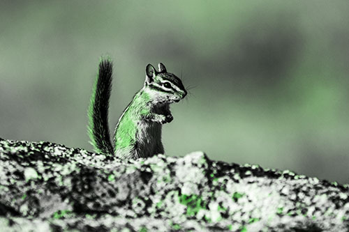 Alert Chipmunk Extending Tail Upwards (Green Tone Photo)