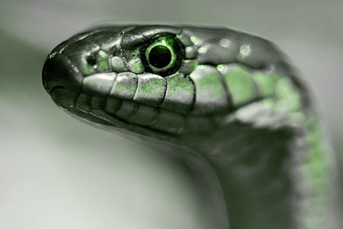 Alert Garter Snake Keeping Eye Out (Green Tone)