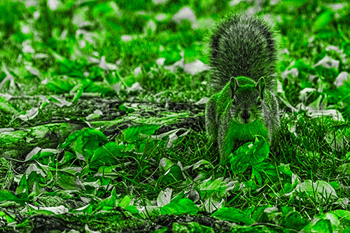 Alert Squirrel Freezes Among Fall Leaves (Green Tone)