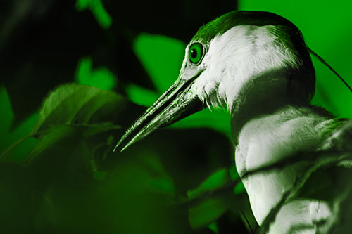 Algae Beak Black Crowned Night Heron (Green Tone Photo)
