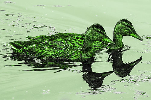 Algae Coated Female Mallard Ducks Swimming In Unison (Green Tone Photo)