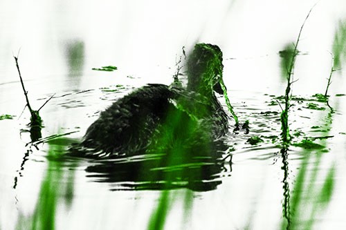 Algae Covered Loch Ness Mallard Monster Duck (Green Tone Photo)