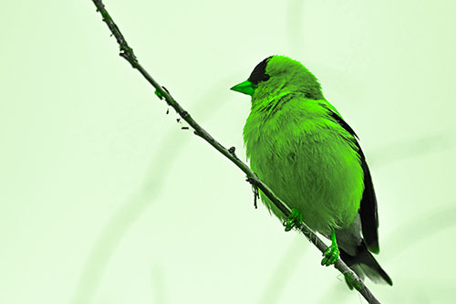 American Goldfinch Perched Along Slanted Branch (Green Tone Photo)