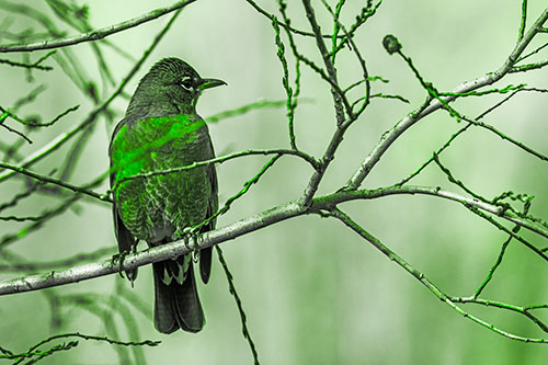 American Robin Looking Sideways Among Twisting Tree Branches (Green Tone Photo)